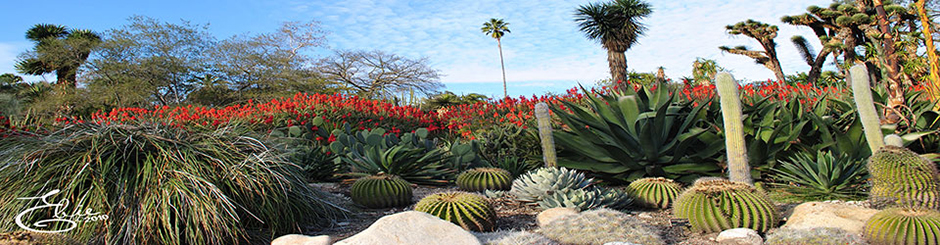 Aloe Vera Garden Mexico